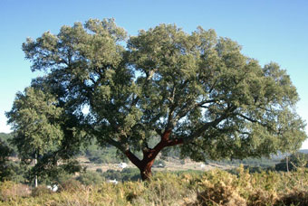 Een kurkeik in volle glorie - Los alcornocales natuurgebied is het grootste kurkeiken bos ter wereld. 