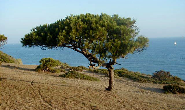 Pine tree on top of the Acantilado y Pinar de Barbate, Costa de la LUZ