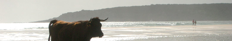 Zon, zee, strand en stier in Bolonia aan de Costa de la Luz - Andalusië, Spanje. 