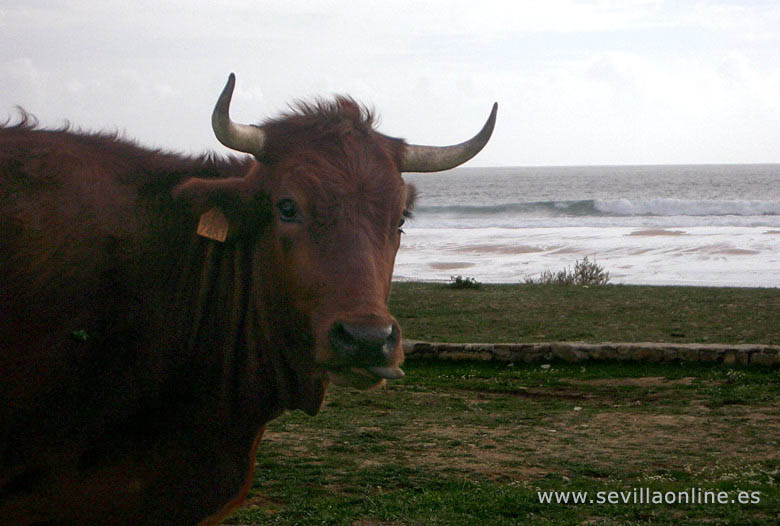 Mucca sulla spiaggia a Bolonia, Costa de la Luz - Andalusia, Spagna. 