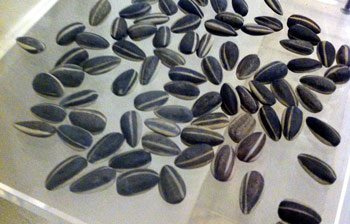 Ai Weiwei's Sunflower Seeds close-by